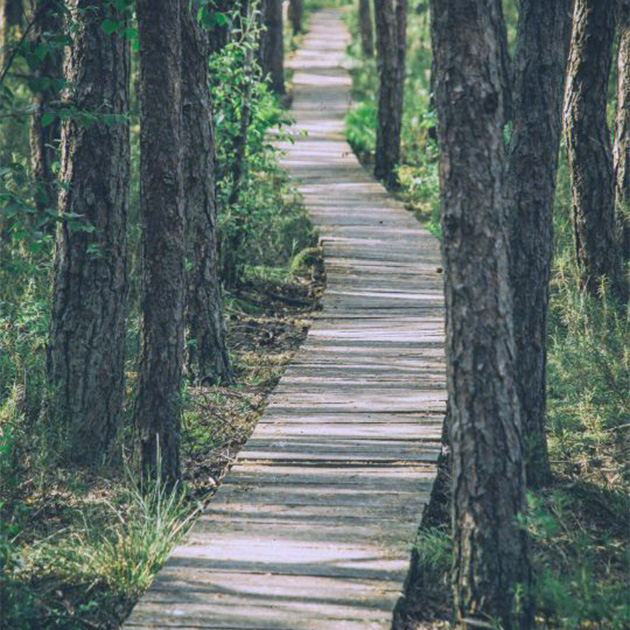 Un sentier étroit en bois dans la forêt pour montrer la perspective d'évolution professionnelle